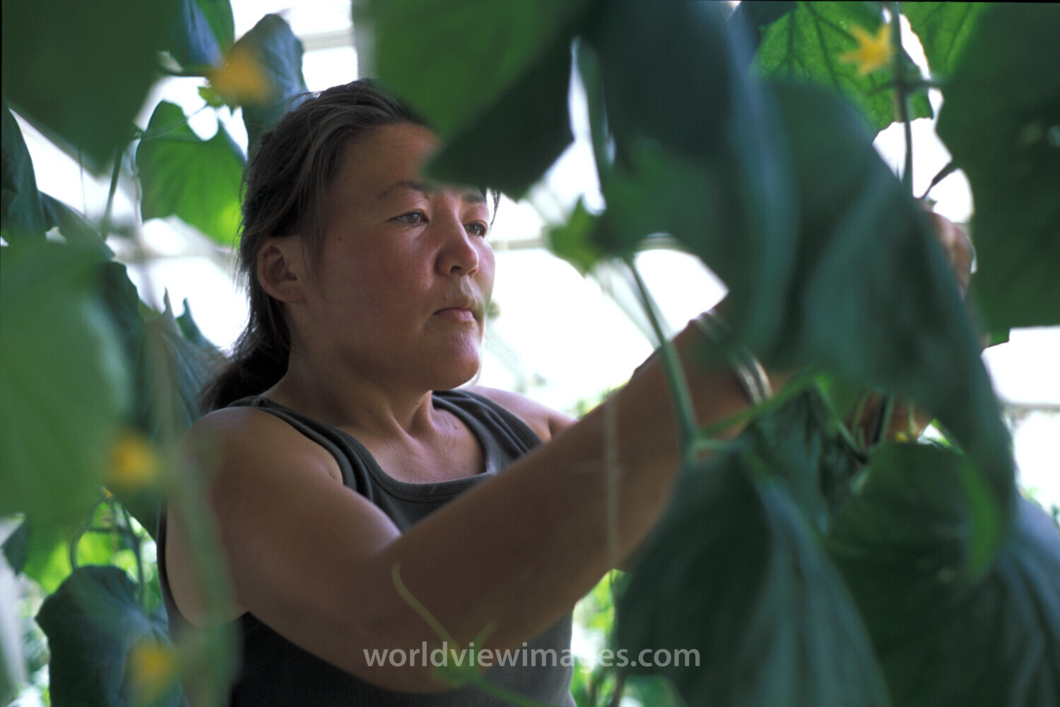 Working in Greenhouse in Mongolia