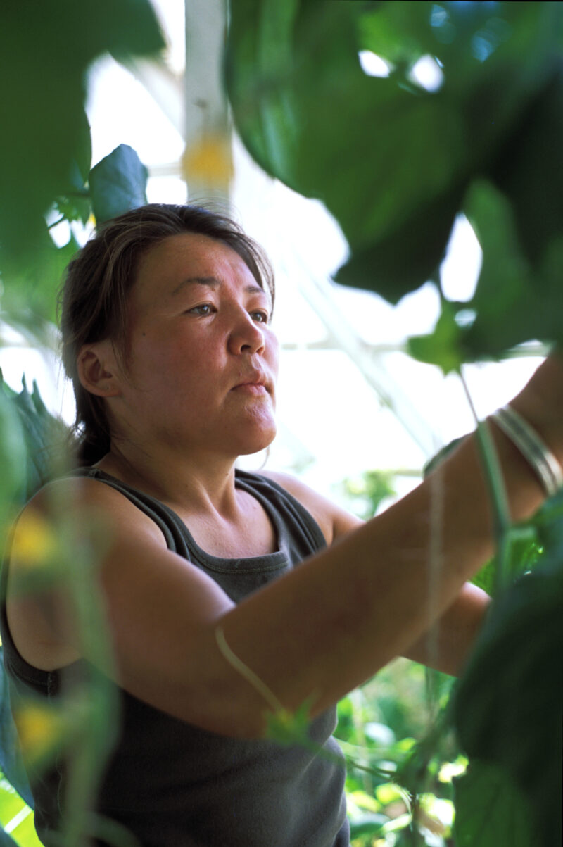 Working in Greenhouse in Mongolia — People in Mongolia learn how to grow and process food from their own gardens, in a program run by ADRA — Mongolia, ADRA, ...