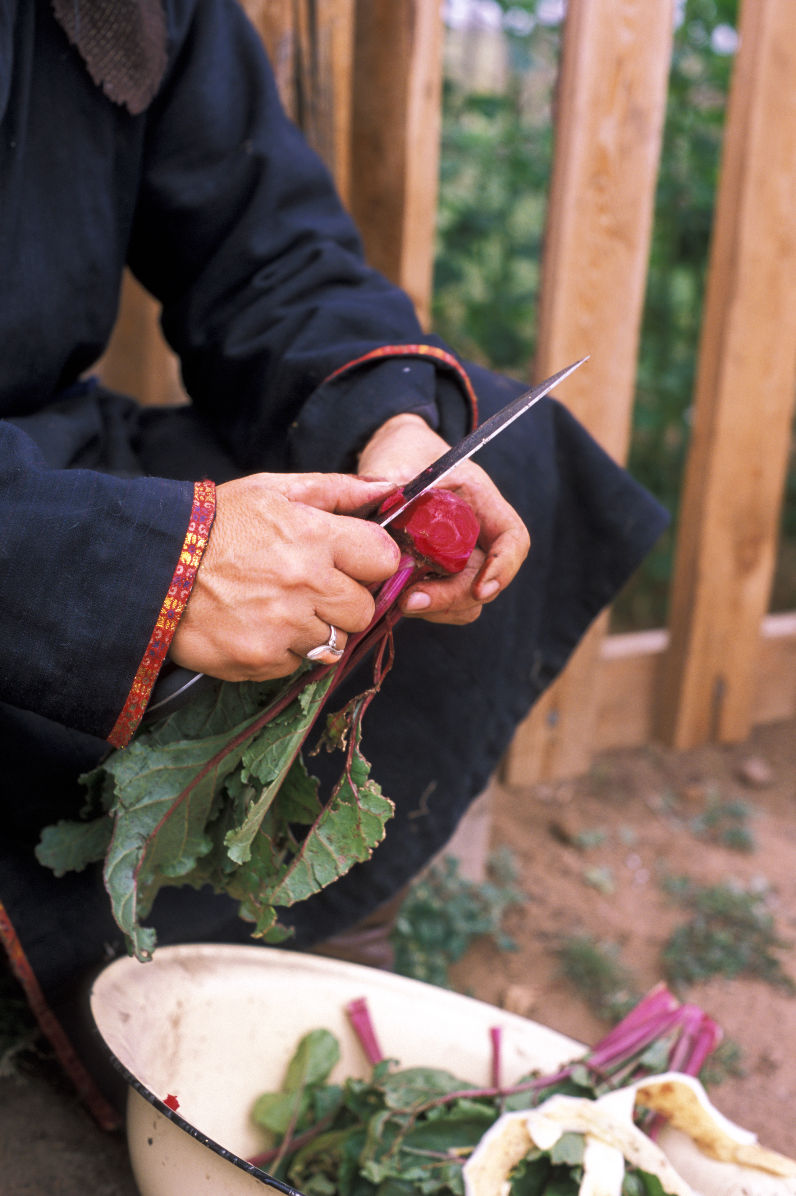 Cutting Beets in Mongolia