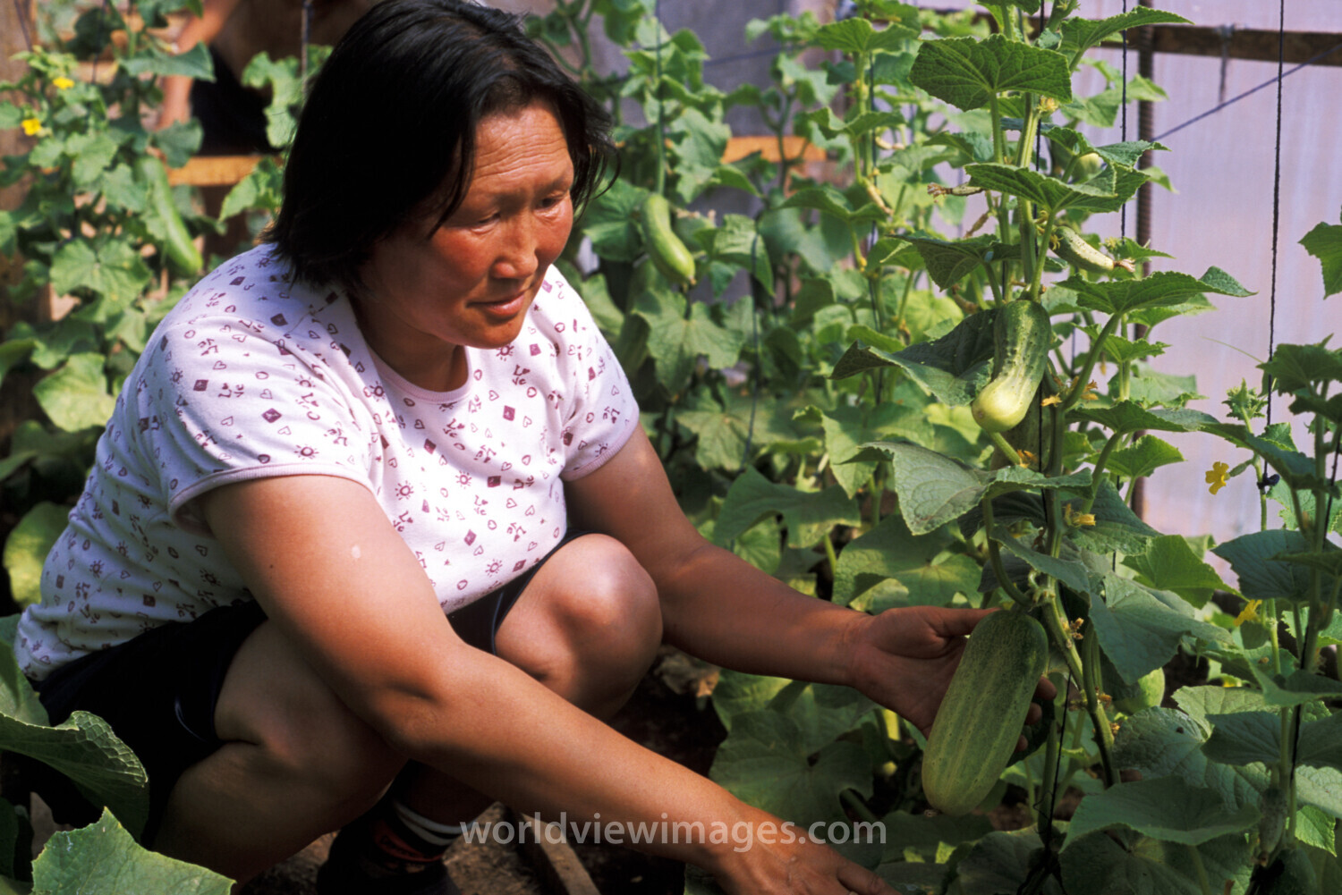 Growing Cucumbers in Mongolia