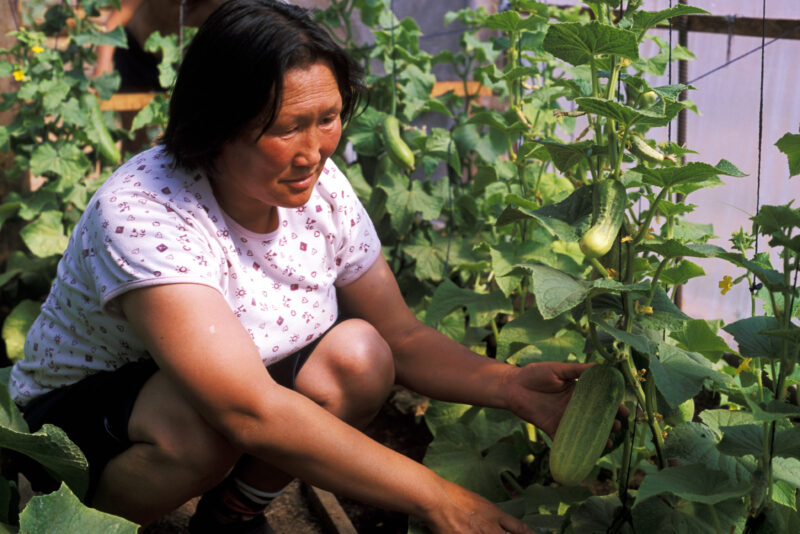Growing Cucumbers in Mongolia — People in Mongolia learn how to grow and process food from their own gardens, in a program run by ADRA — Mongolia, ADRA, Pove...