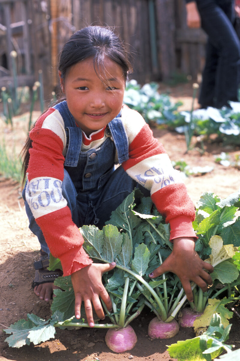Garden in Mongolia — People in Mongolia learn how to grow and process food from their own gardens, in a program run by ADRA — Mongolia, ADRA, Poverty, food, ...