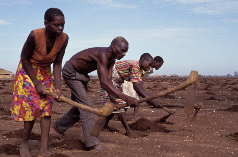 Planting maize in Malawi — Planting fields by hand with hoes in Malawi, Africa — Malawi, Africa, planting, fields, agriculture