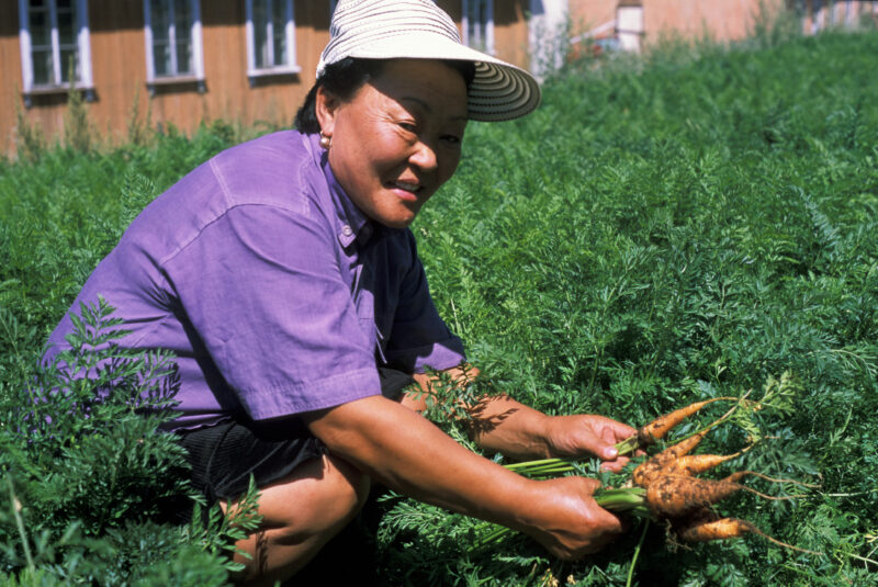 Picking Carots in Mongolia — People in Mongolia learn how to grow and process food from their own gardens, in a program run by ADRA — Mongolia, ADRA, Poverty...