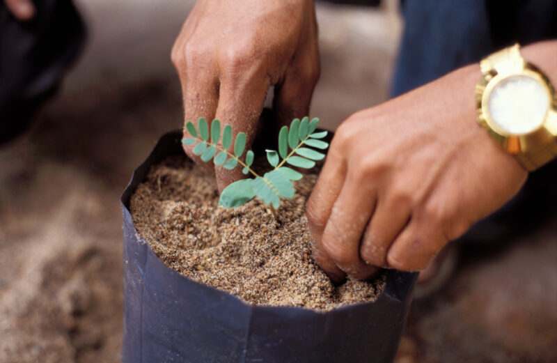 Tree Seedling, Closeup with Hands — Closeup of hands working with plant — Seedling, plant, agriculture, tree, reforestation