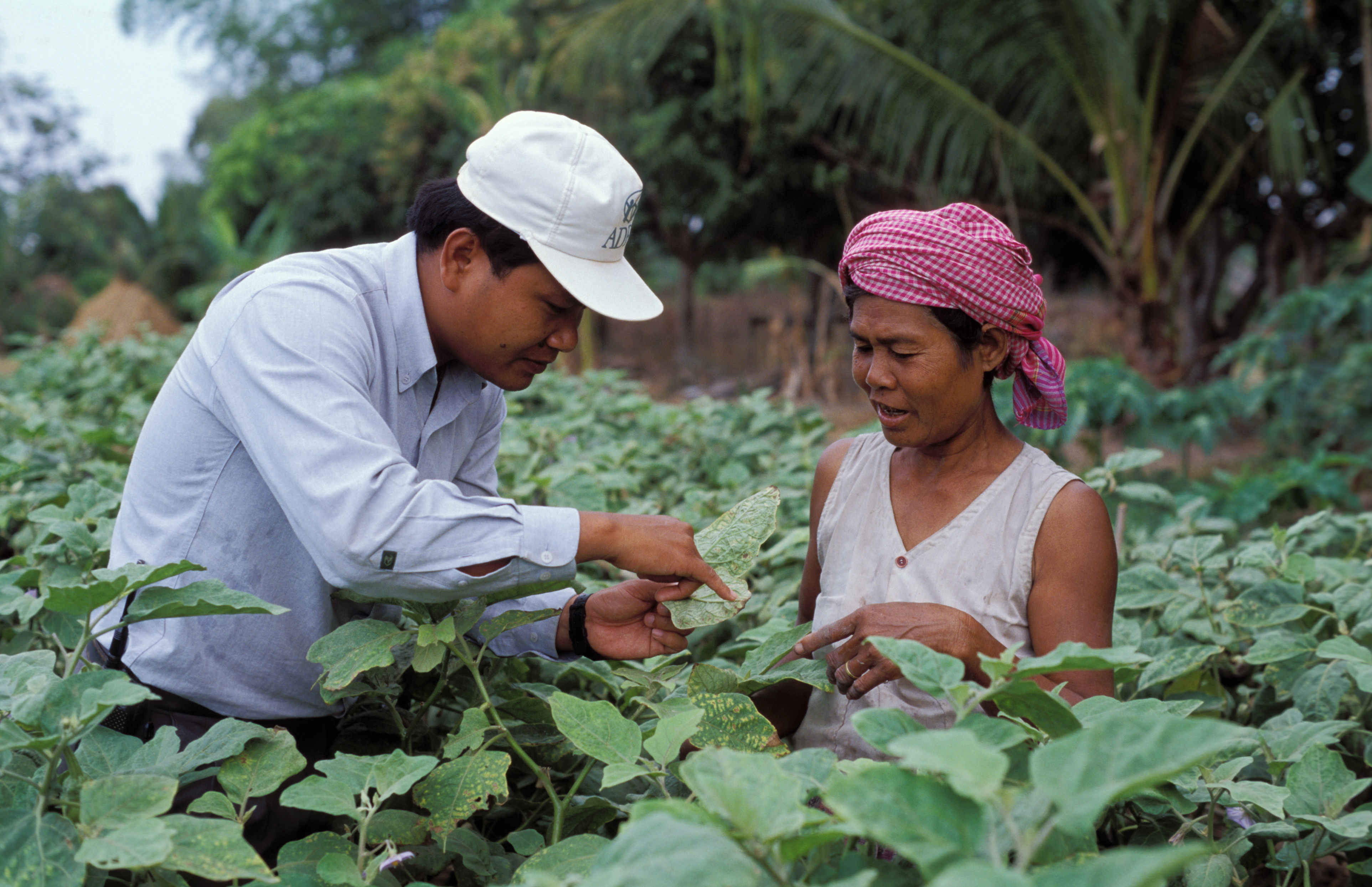 Agricultural Instruction in Cambodia