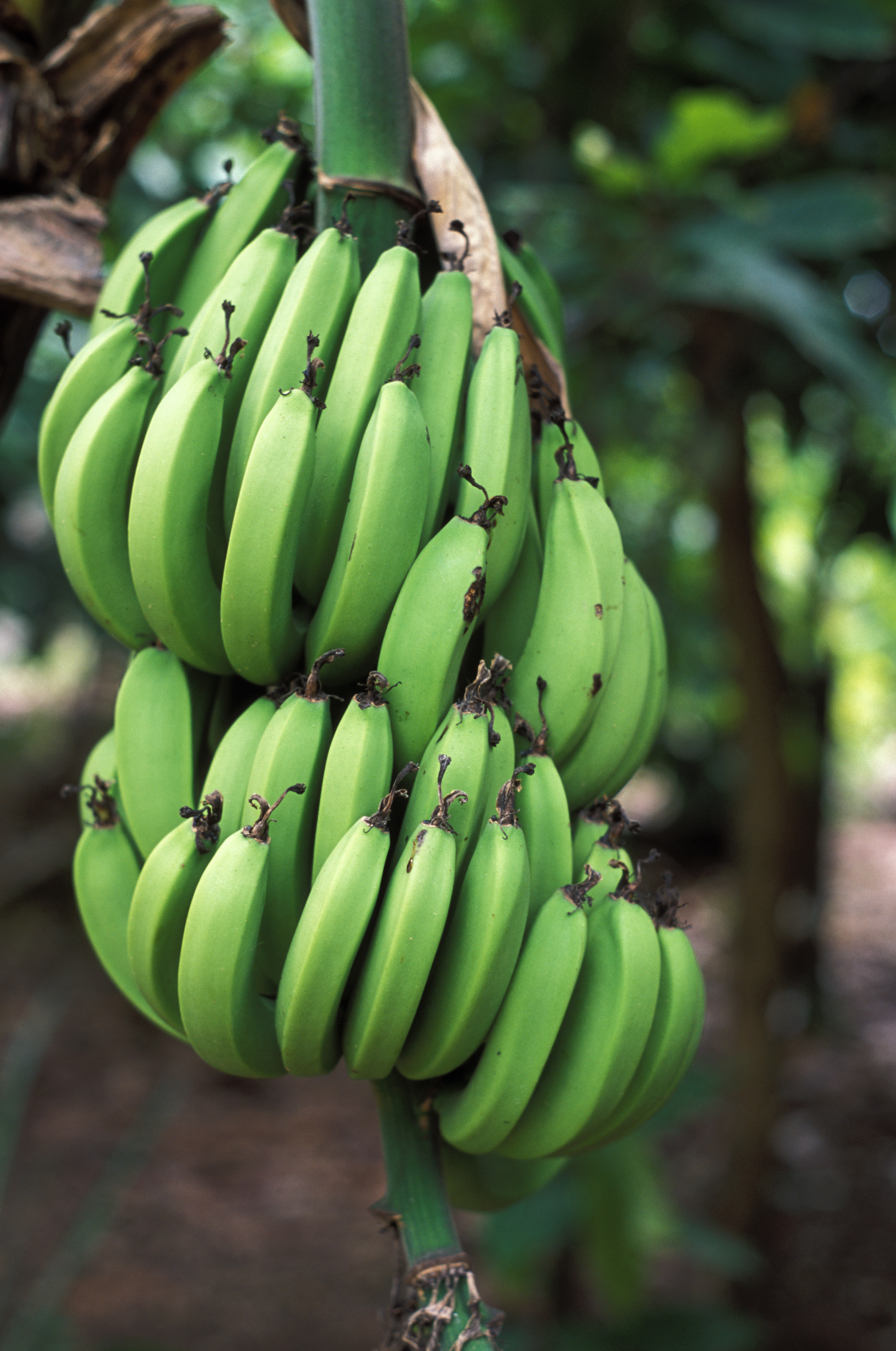 Banana Bunch Ready for Harvest