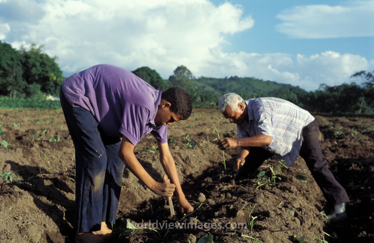Planting Time in Dominican Republic