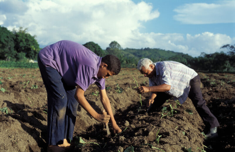 Planting Time in Dominican Republic — Working on the farm in the Dominican Republic — Dominican Republic, farm, food, food security