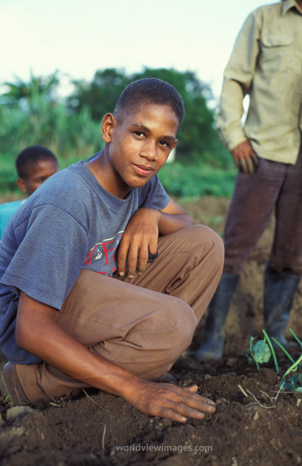 Planting Time in Dominican Republic