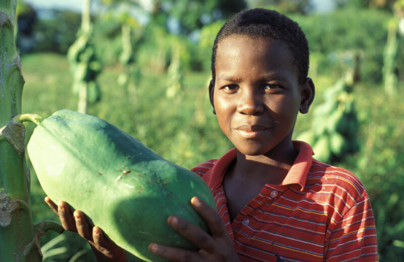 Big Papaya in Dominican Republic — Boy in the Dominican Republic shows off his prize papaya — Dominican Republic, farm, food, food security, fruit