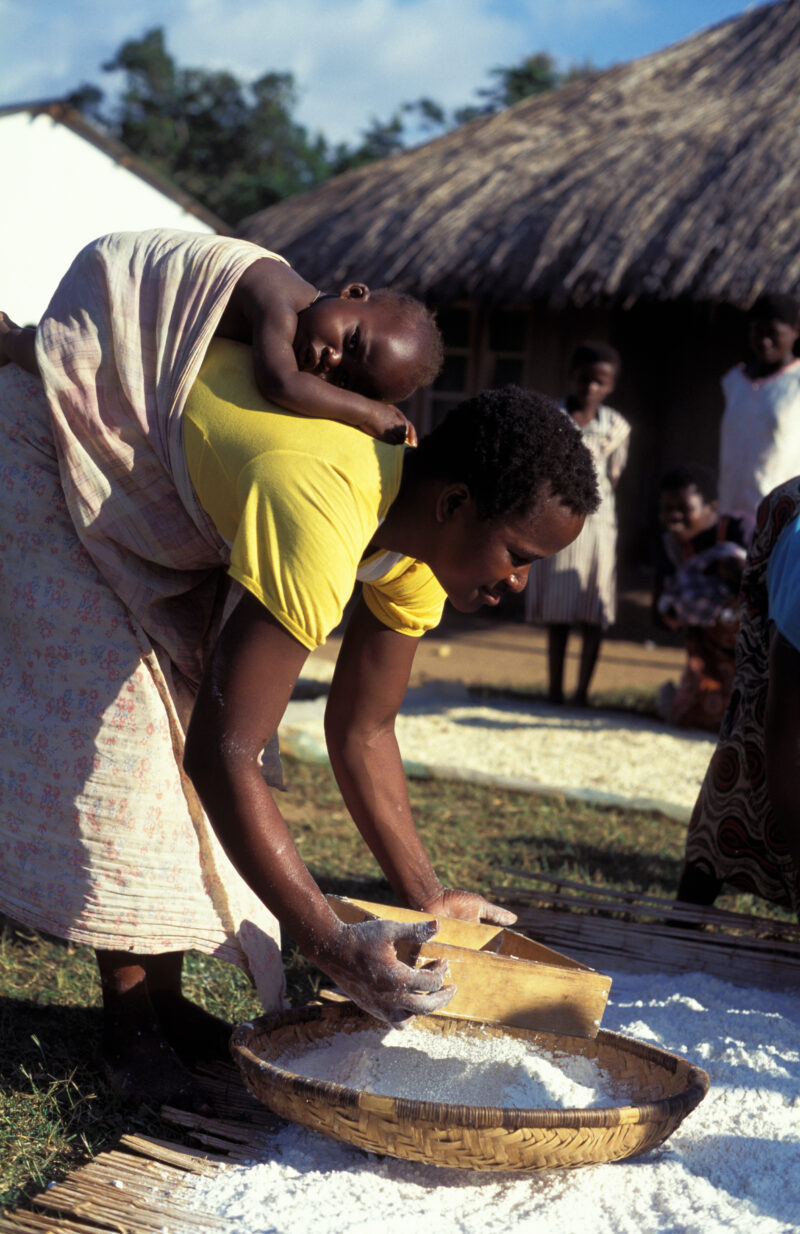 Harvest Time in Malawi — People in Malawi processing food — Malawi, Africa, Food Security, food, processing