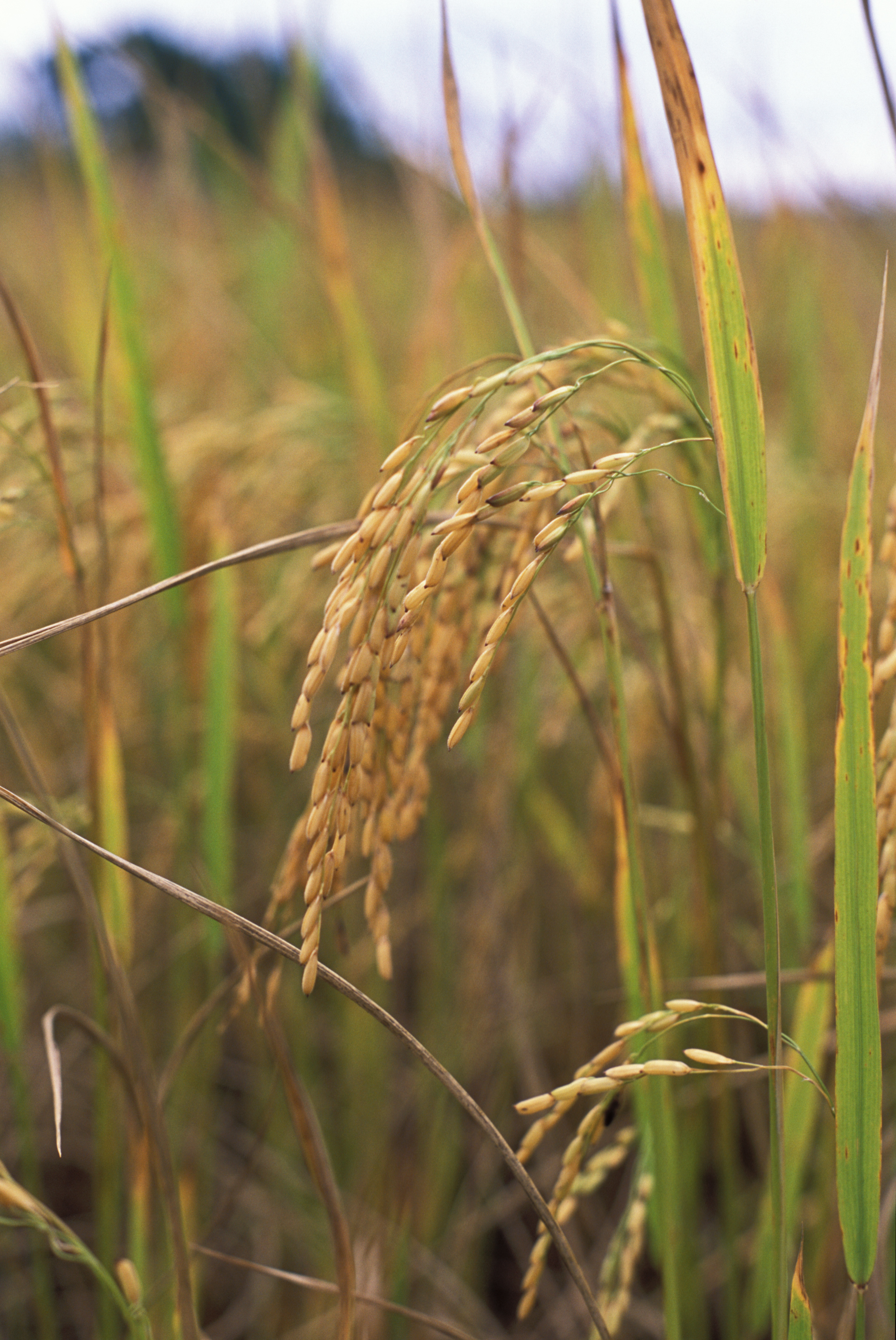 Rice Ready for Harvest