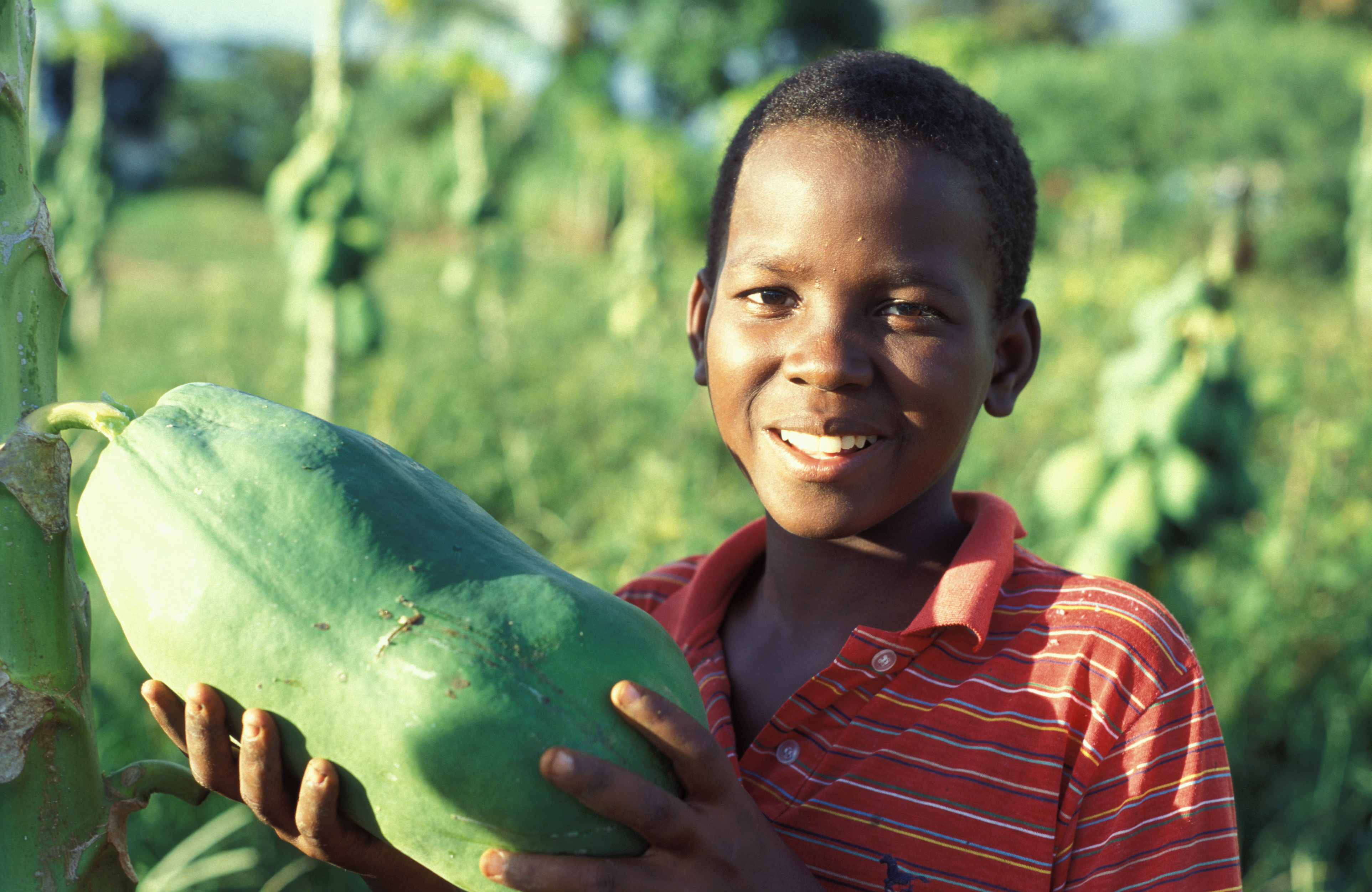 Big Papaya in Dominican Republic