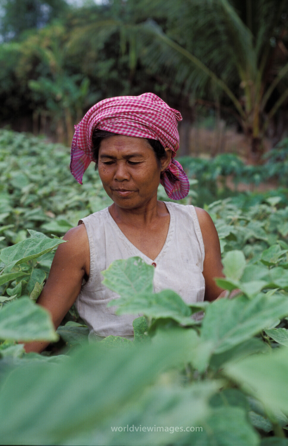 Woman in Field in Cambodia