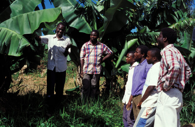 Agricultural Instruction in Malawi — Men learn agricultural skills at an experemental farm in Malawi, run by ADRA. — Agricultural instruction, Malawi, Africa