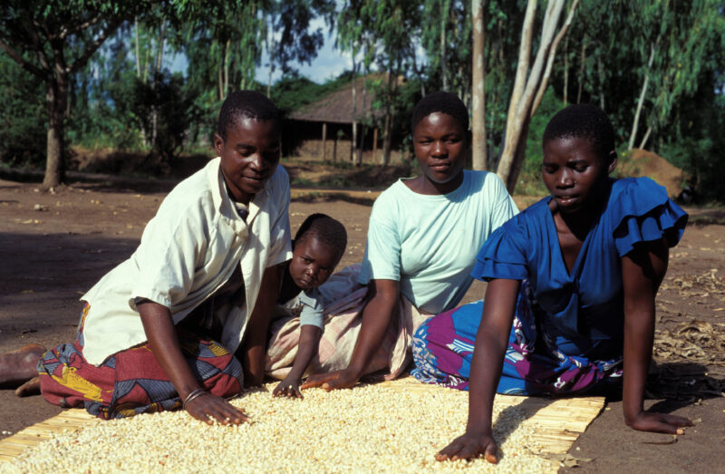 Harvest Time in Malawi — People in Malawi processing food — Malawi, Africa, Food Security, food, processing