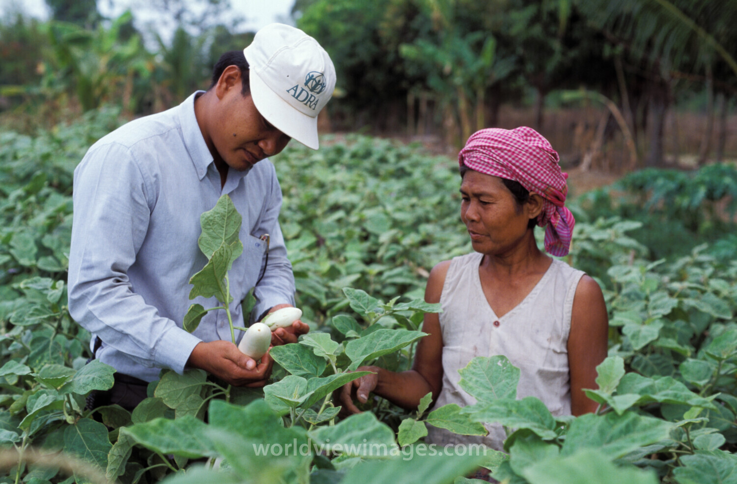 Agricultural Instruction in Cambodia