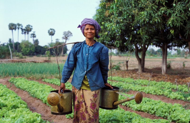 Watering Garden in Cambodia — Woman waters her garden in Cambodia with two watering cans straped to her back with balancing stick — Cambodia, Agriculture, Fo...