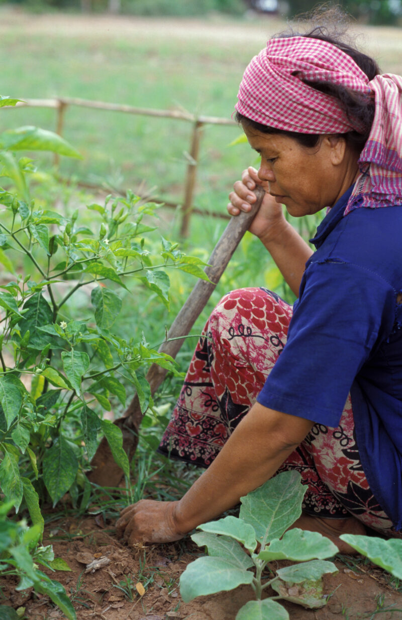 Working in Garden in Cambodia — People in Cambodia working in their fields. — Cambodia, SE Asia, agriculture, food, farming