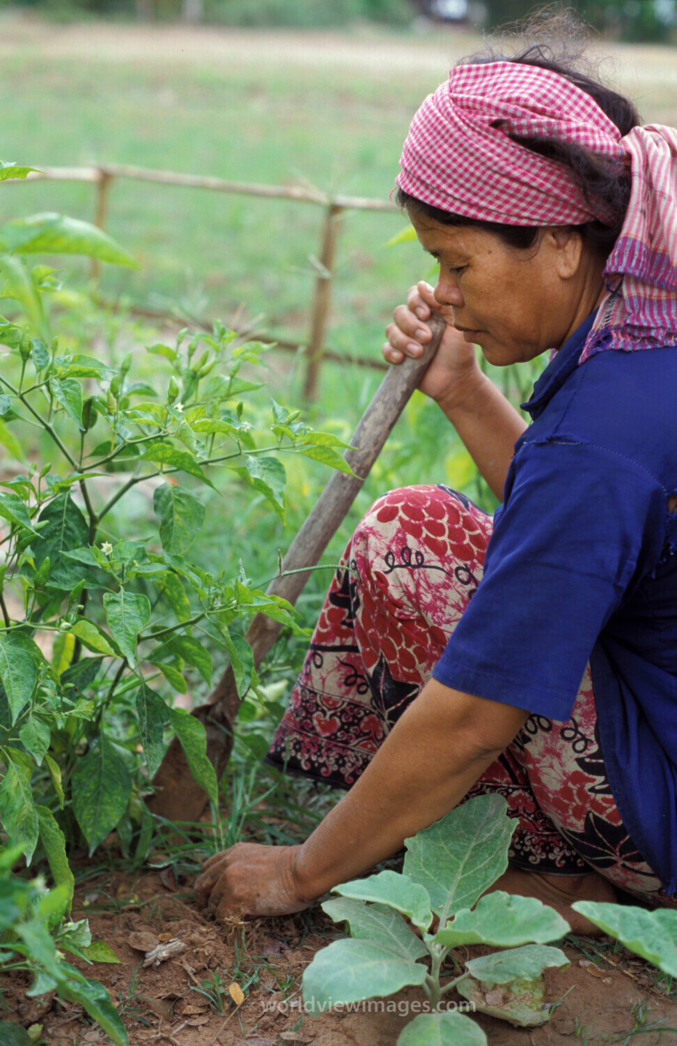 Working in Garden in Cambodia