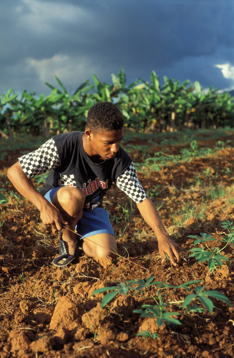 Weeding in Dominican Republic — Working on the farm in the Dominican Republic — Dominican Republic, farm, food, food security
