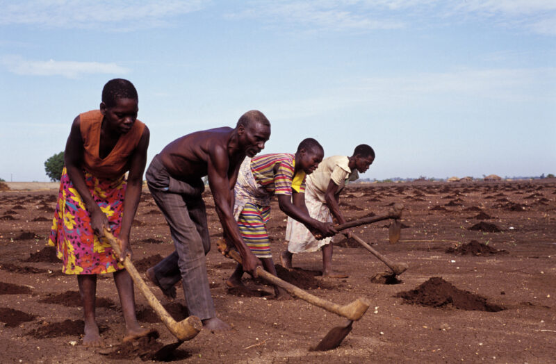 Planting Time in Malawi — Planting fields by hand with hoes in Malawi, Africa — Malawi, Africa, planting, fields, agriculture