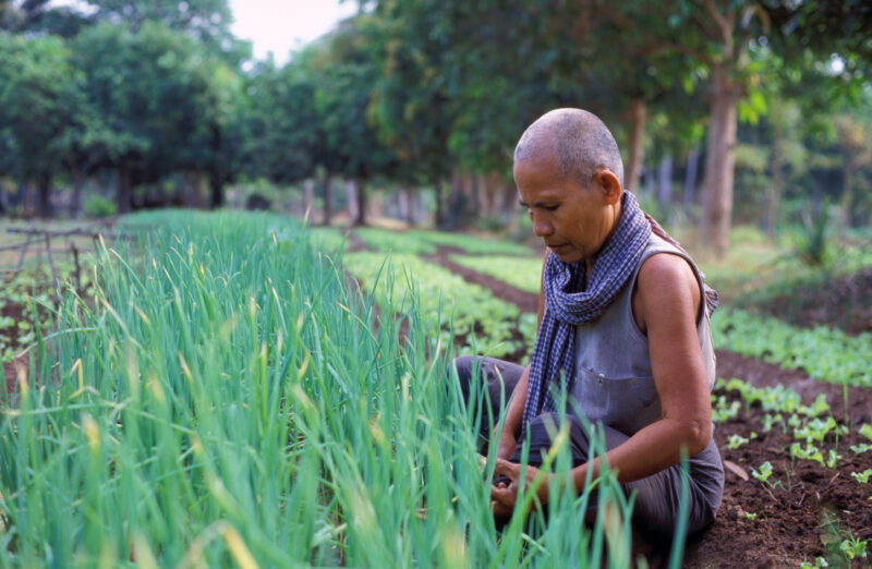 Working in Garden in Cambodia — Woman works in the village garden in Cambodia — Cambodia, Agriculture, Food Security, woman, garden gardening