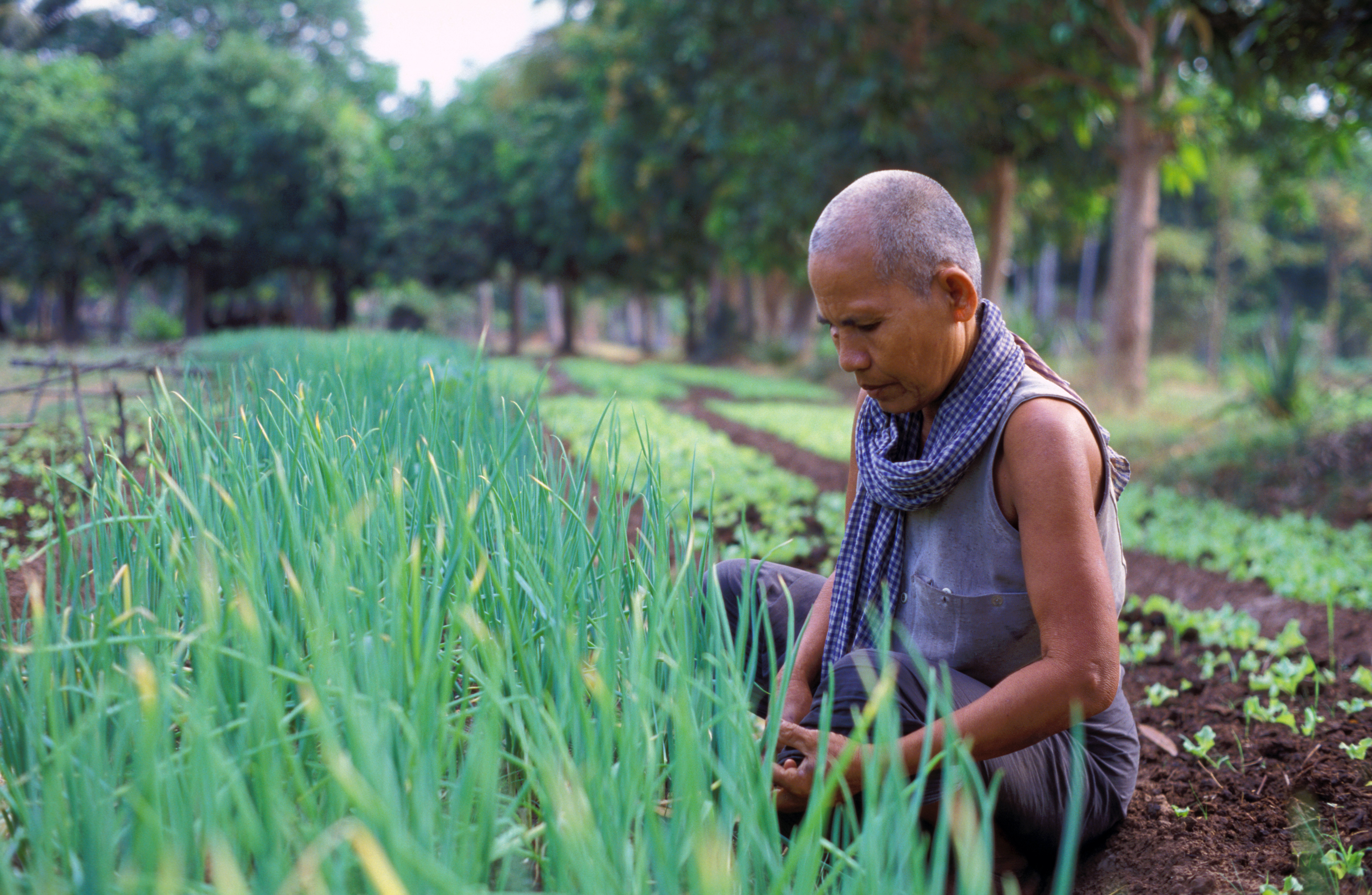 Working in Garden in Cambodia