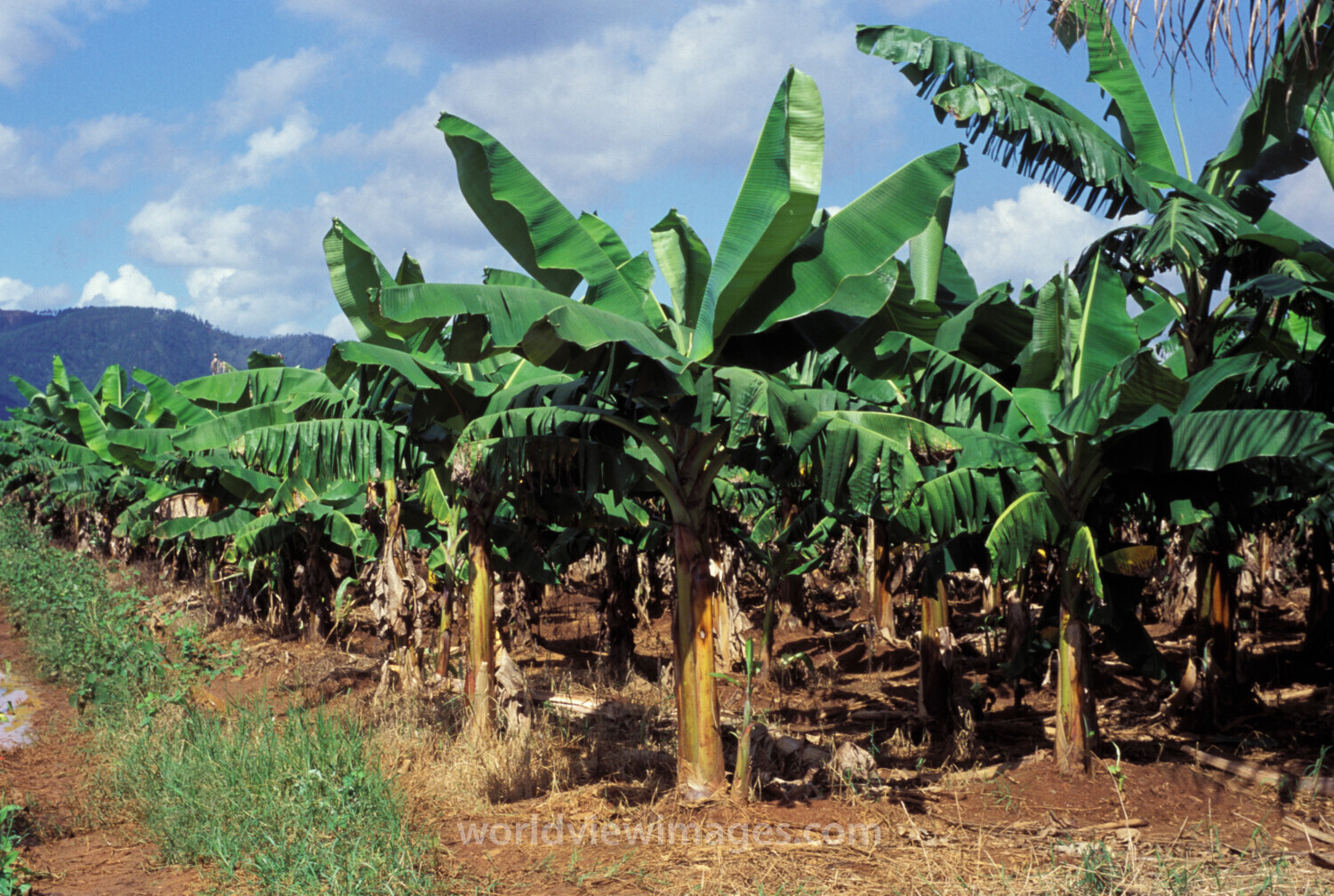 Banana Plantation in Dominican Republic