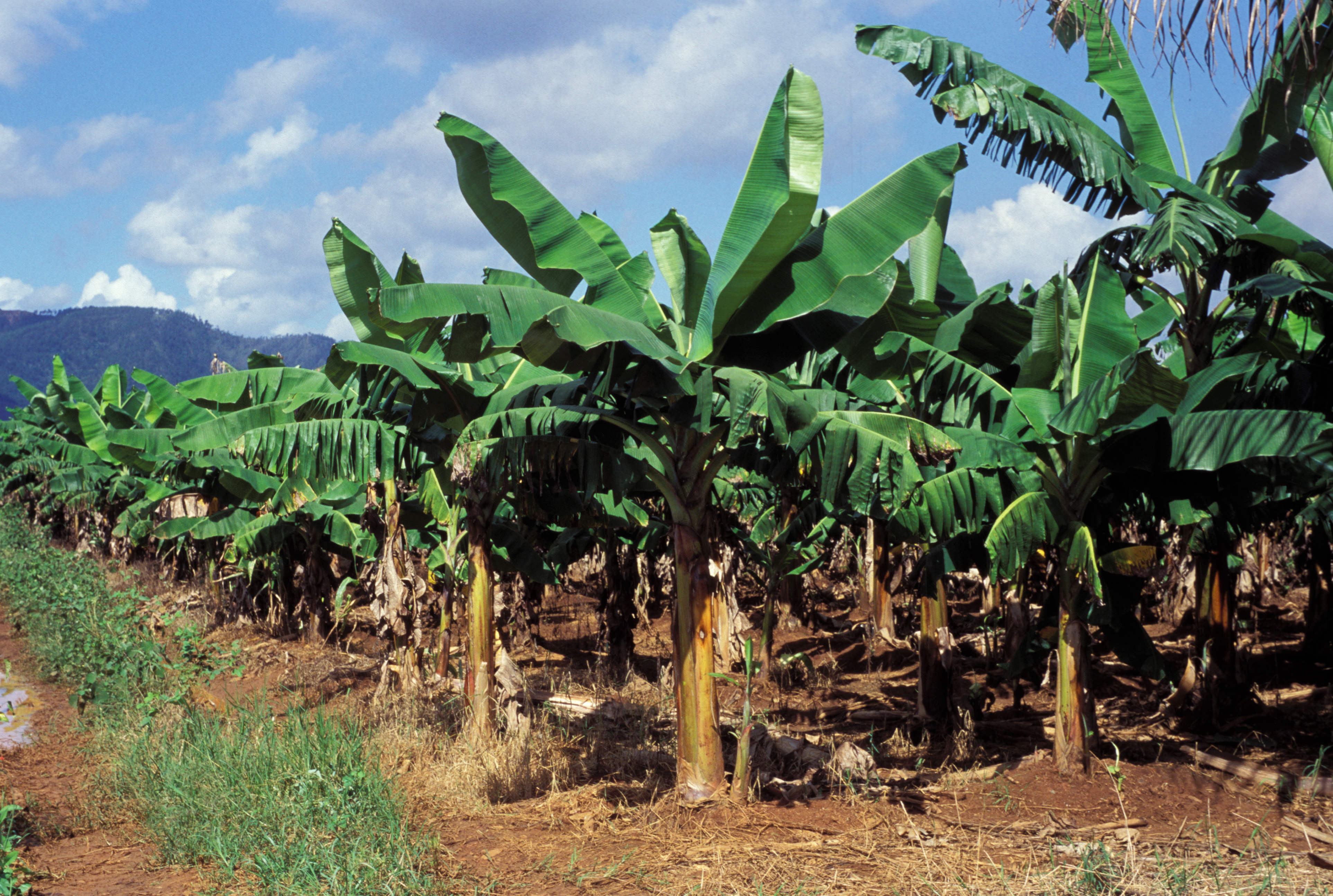 Banana Plantation in Dominican Republic