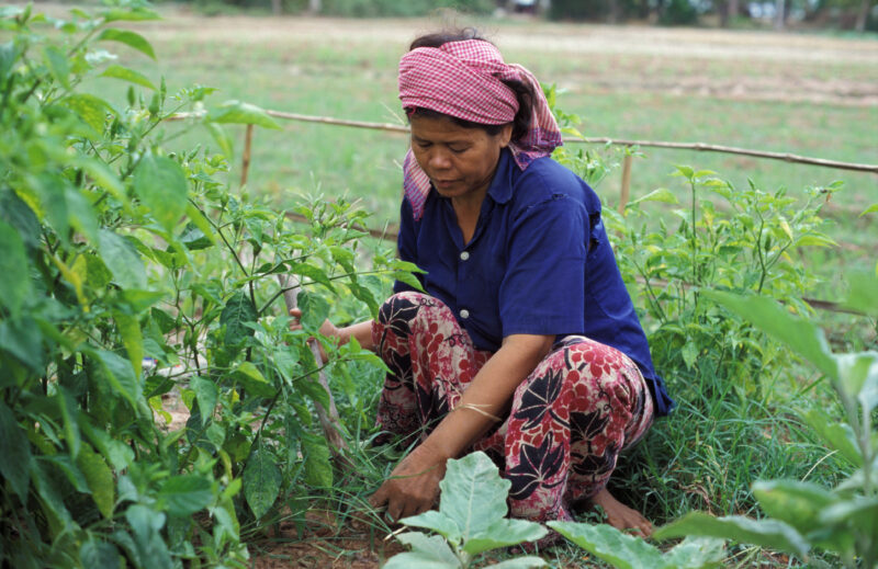 Working in Garden in Cambodia — Woman works in her garden in Cambodia — Cambodia, Agriculture, Food Security, woman, garden