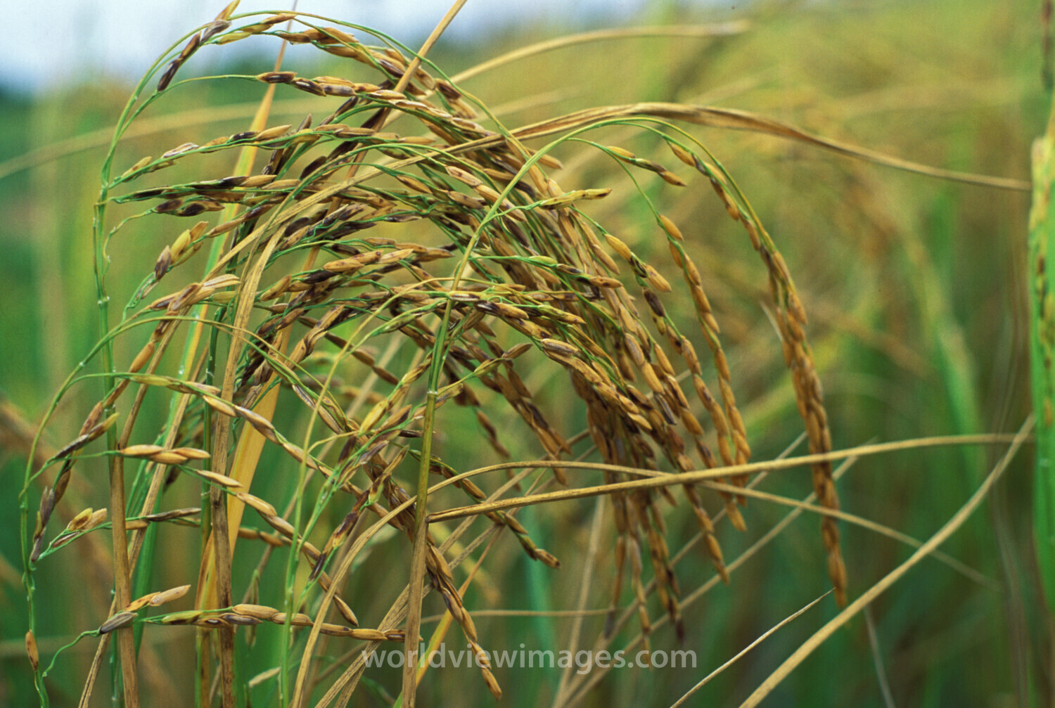 Rice Ready to Harvest