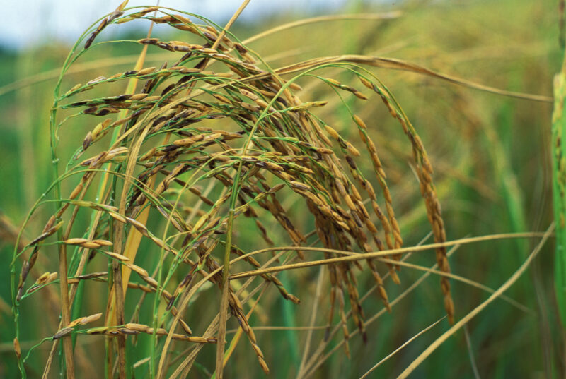Rice Ready to Harvest — Rice, ready to harvest in Cambodia — Cambodia, Agriculture, rice, food, harvest