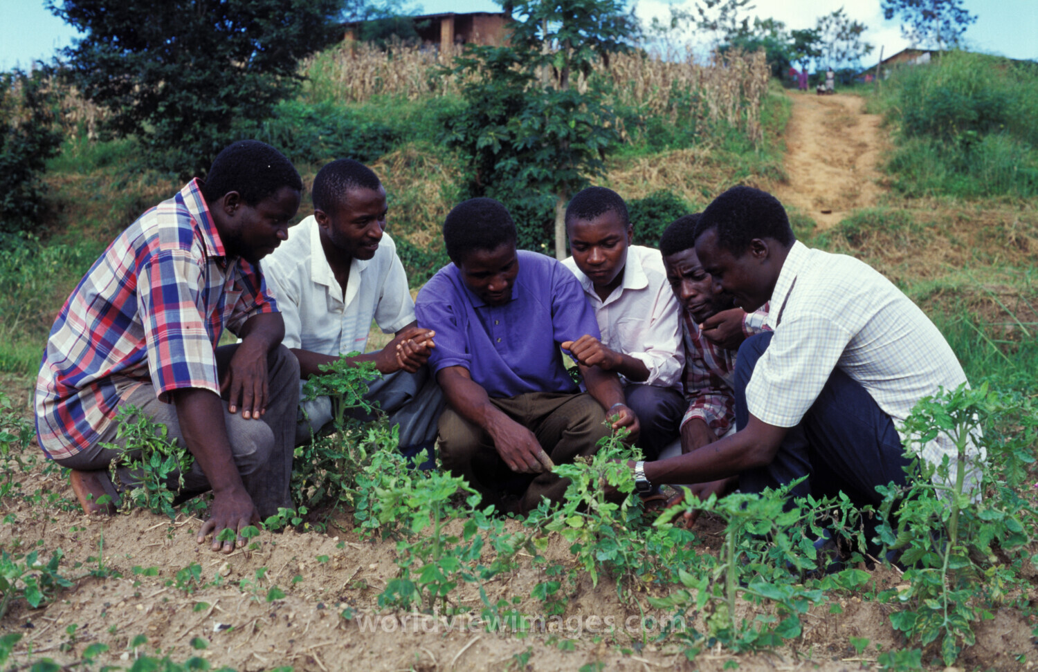 Agricultural Instruction in Malawi