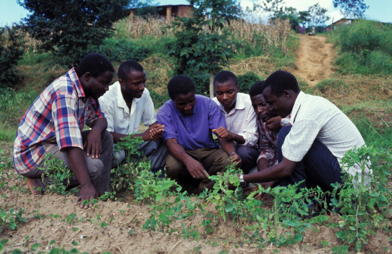 Agricultural Instruction in Malawi — Men learn agricultural skills at an experemental farm in Malawi, run by ADRA. — Agricultural instruction, Malawi, Africa