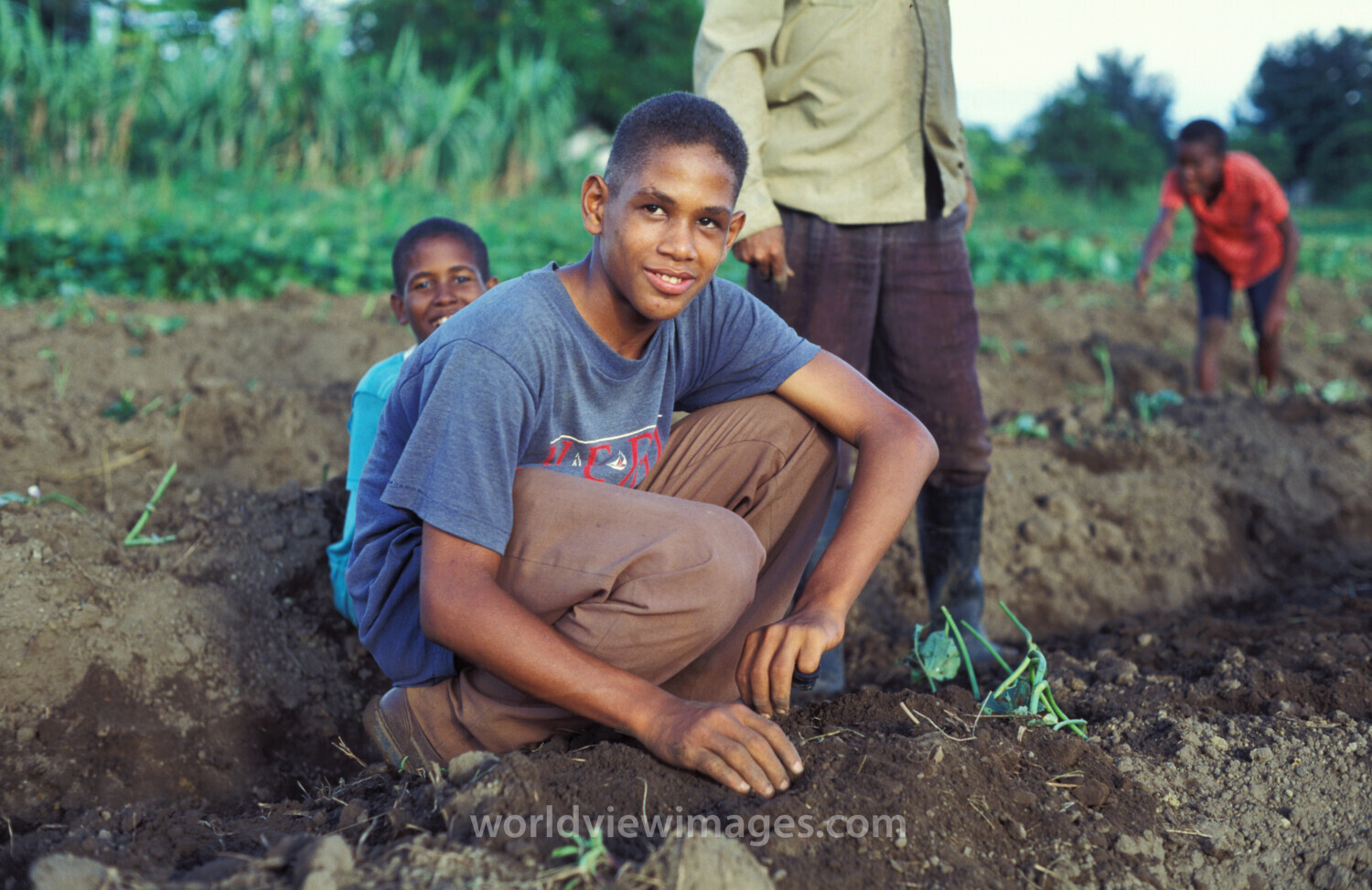 Planting Time in Dominican Republic