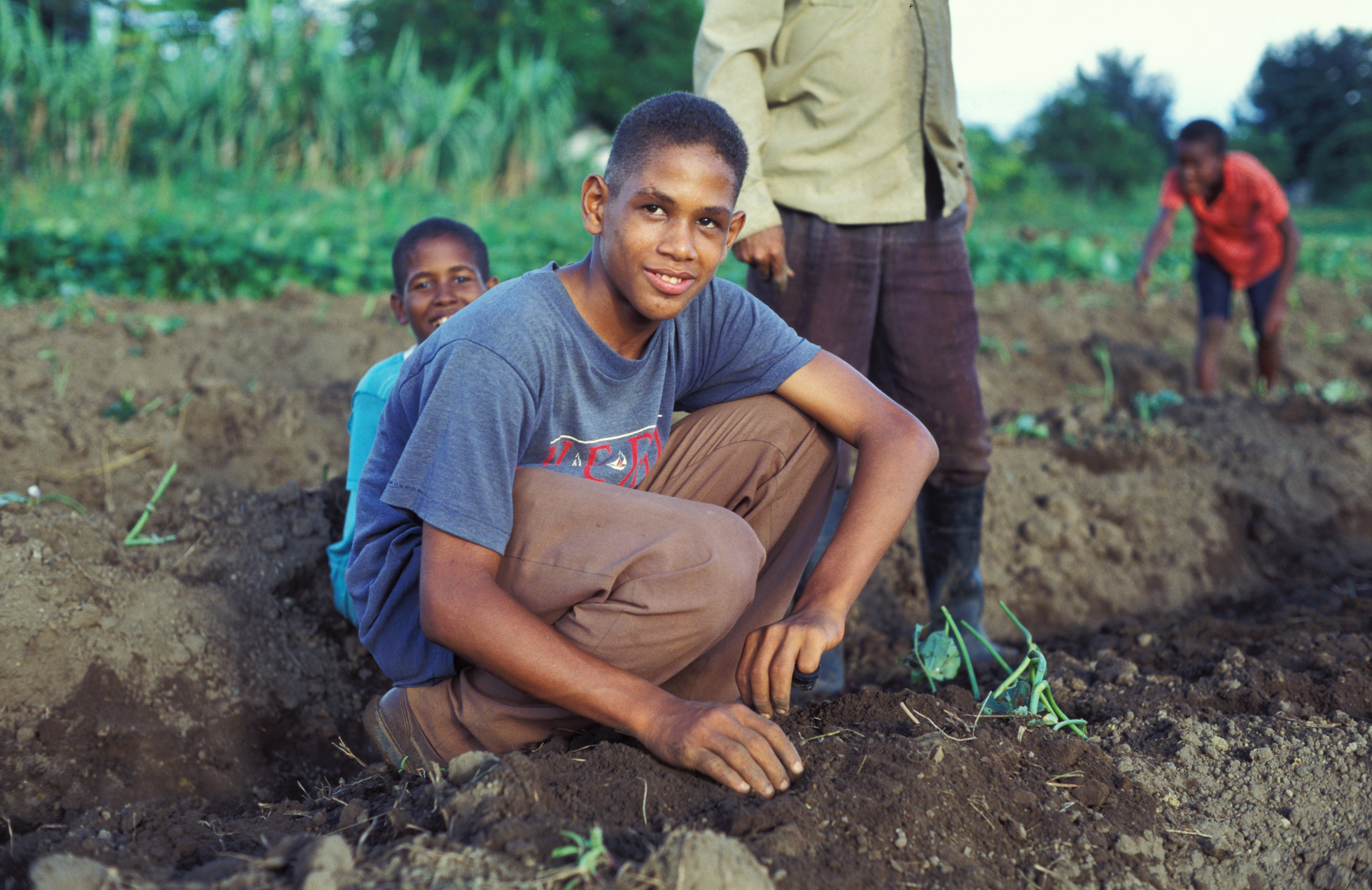 Planting Time in Dominican Republic