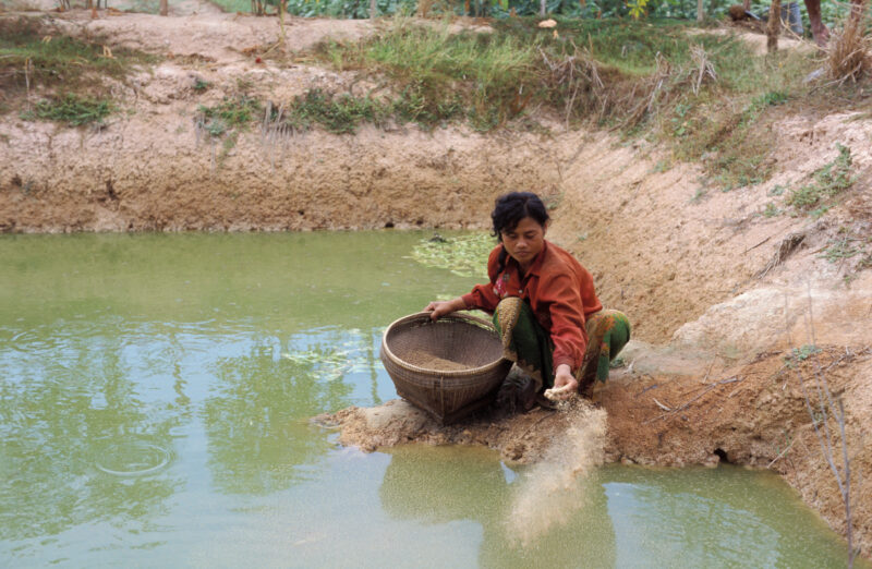 Feeding Fish in Cambodia — Woman in Cambodia feed the fish in her fish pond — Cambodia, woman, fish, fish pond, food