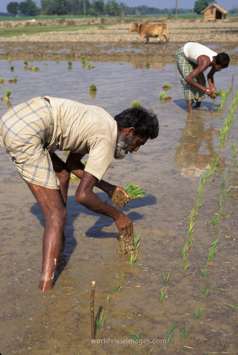 Planting Rice in Bangladesh