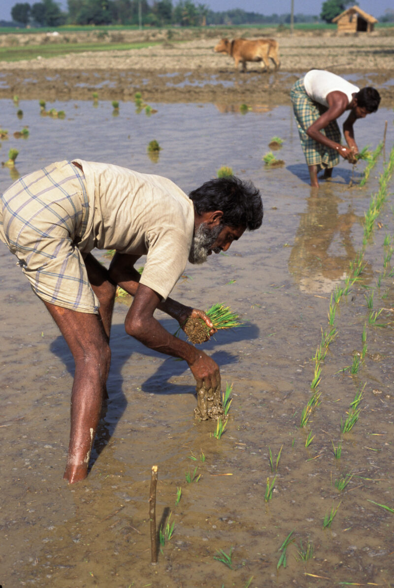 Planting Rice in Bangladesh — Men plant rice in Bangladesh — Bangladesh, planting, rice, man, work working