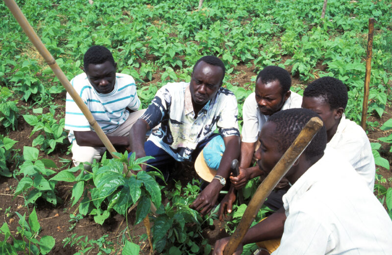 Agricultural Instruction in Uganda — Learning better methods of agriculture to grom more food for family and profit — Uganda, Africa, Agriculture, food secur...