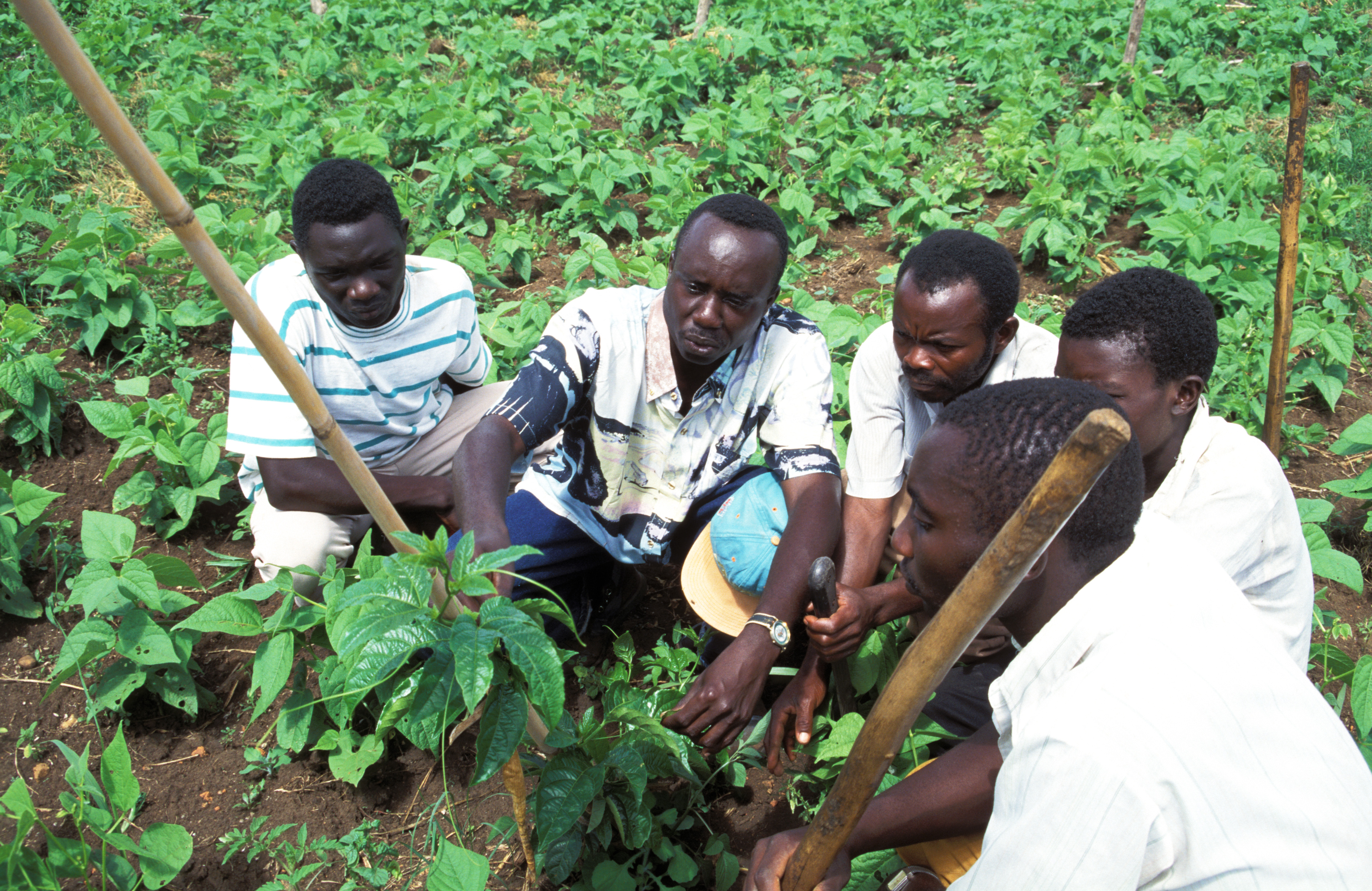 Agricultural Instruction in Uganda