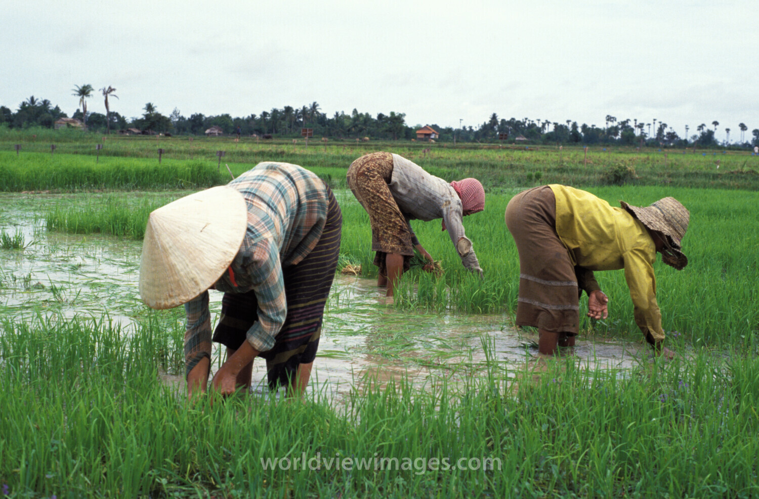 Working in Rice Field in Cambodia