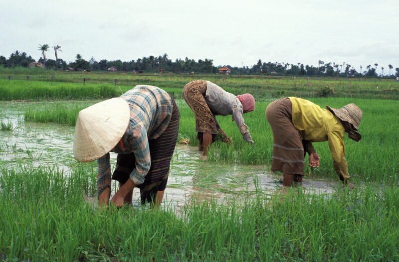 Working in Rice Field in Cambodia — Women plant rice in Cambodia — Cambodia, Agriculture, Food Security, women, field