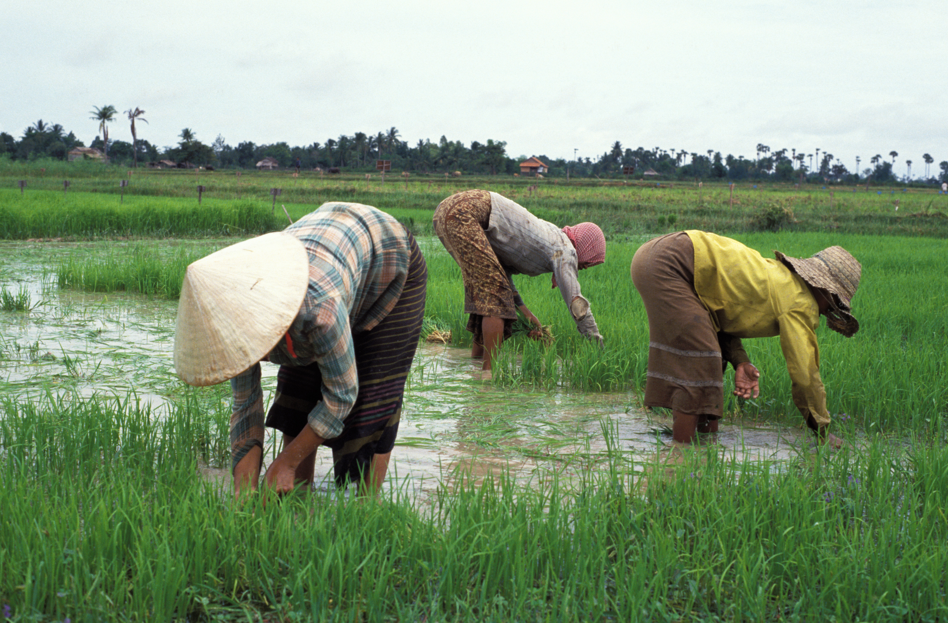 Working in Rice Field in Cambodia