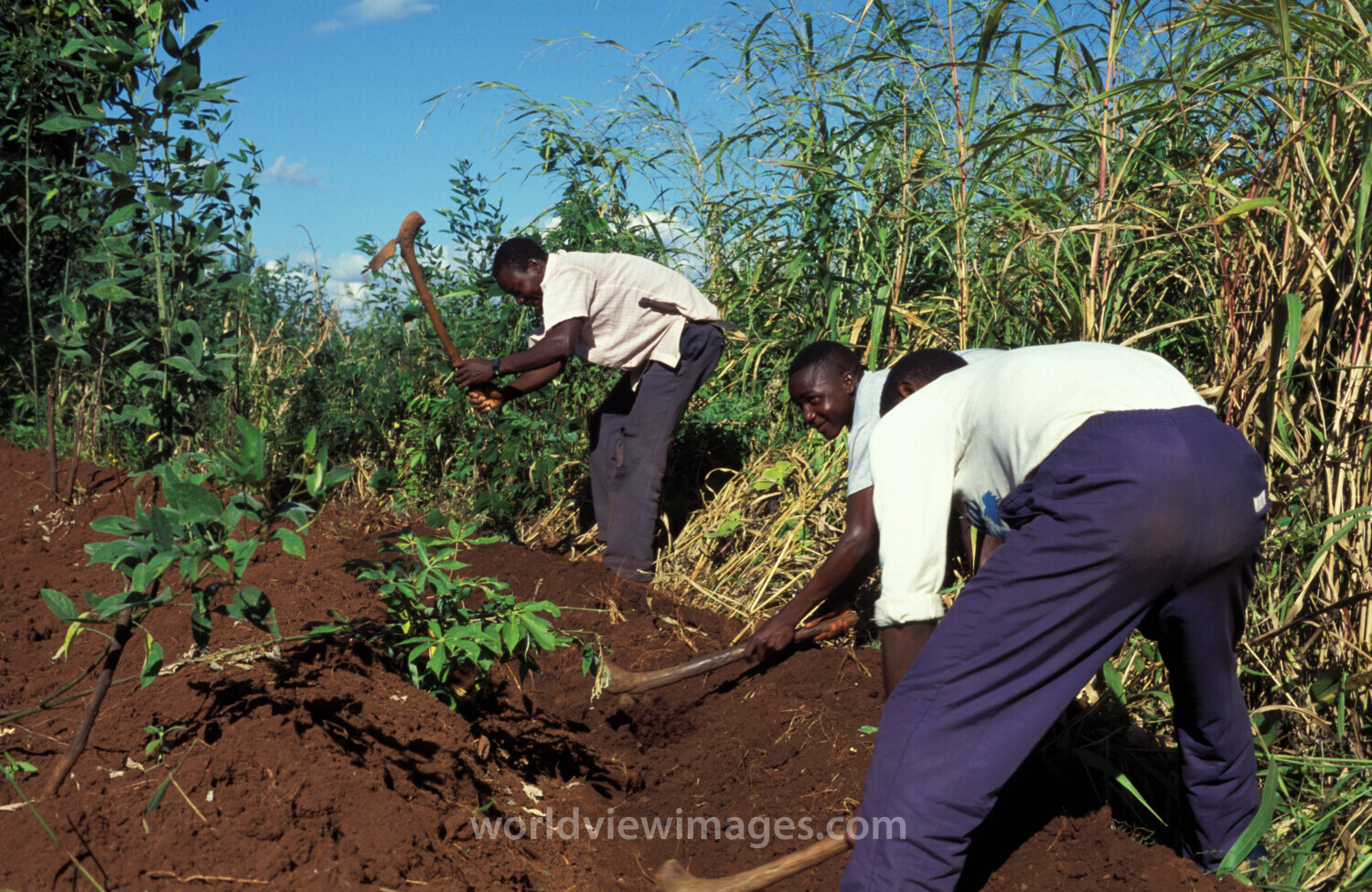 Planting Time in Malawi