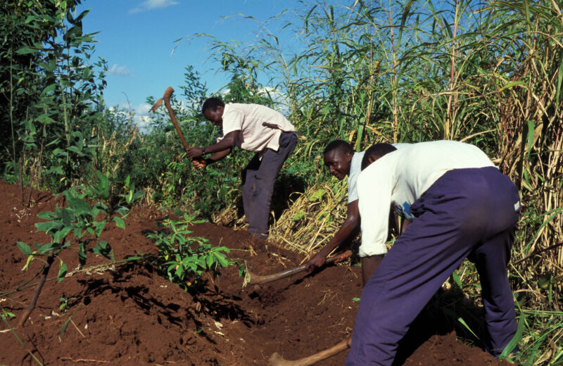 Planting Time in Malawi — Planting fields in Malawi, Africa — Malawi, Africa, planting, fields, agriculture