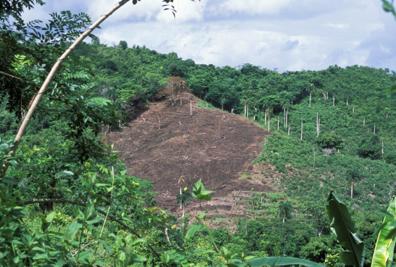 Slash and Burn in Dominican Republic — Slash and burn agriculture — Dominican Republic, Slash and Burn, Agriculture, farming