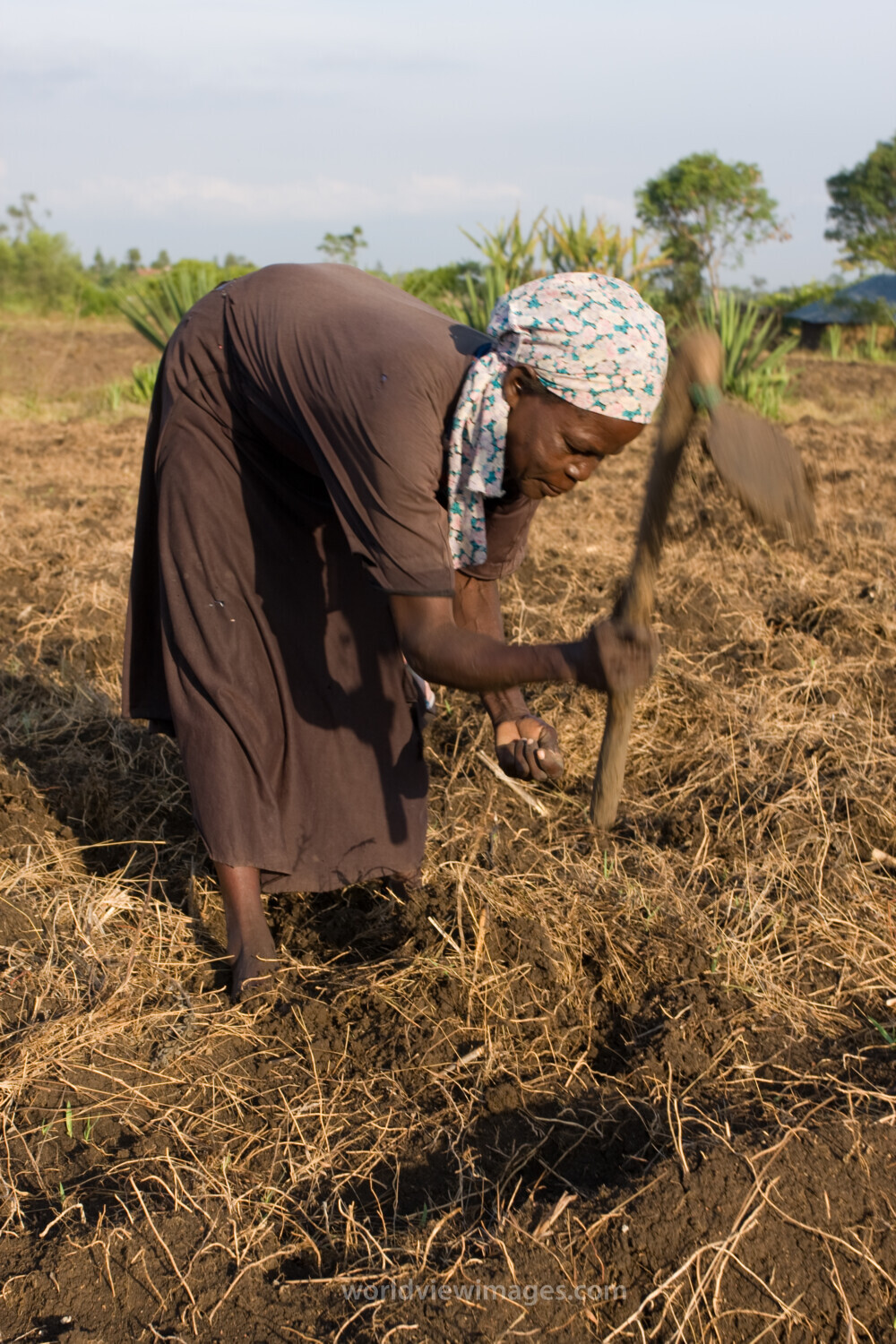 Planting Maize in Kenya